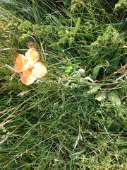 Papaver pilosum
