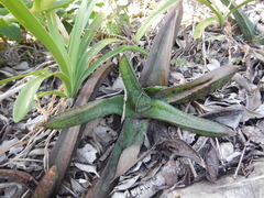 Gasteria acinacifolia