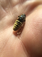 Temnostoma alternans