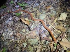 Oreocryptophis porphyraceus vaillanti