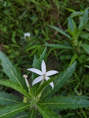 Hippobroma longiflora
