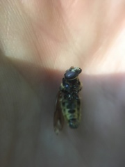 Temnostoma alternans