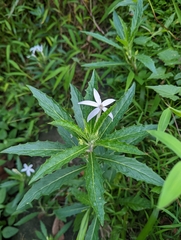 Hippobroma longiflora