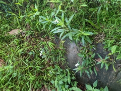 Hippobroma longiflora