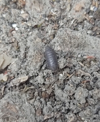 Armadillidium
