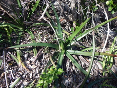 Gasteria acinacifolia