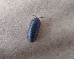 Armadillidium
