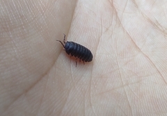 Armadillidium