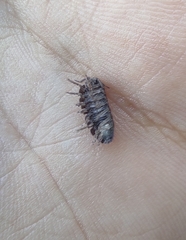 Armadillidium