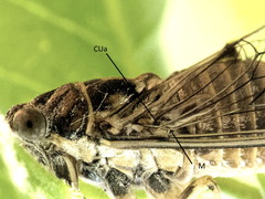 Cicadettini