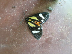 Phaegorista agaristoides