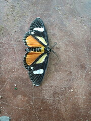 Phaegorista agaristoides