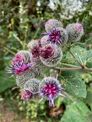 Arctium tomentosum