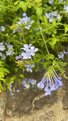 Plumbago auriculata