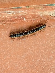 Orthomorpha