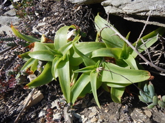 Bulbine latifolia