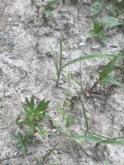 Lindernia anagallidea