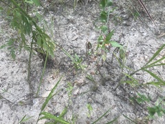 Lindernia anagallidea
