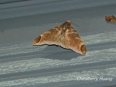 Pindara illibata