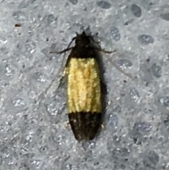 Anacampsis coverdalella