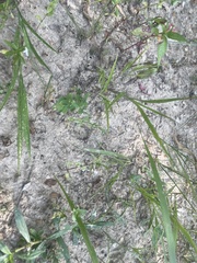 Lindernia anagallidea
