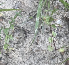 Lindernia anagallidea