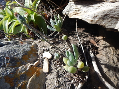 Curio crassulifolius