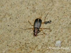 Chlaenius circumdatus