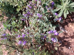 Dracocephalum foetidum