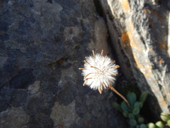 Curio crassulifolius