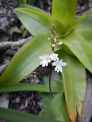 Holothrix parviflora