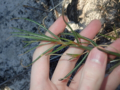 Gyrostemon racemiger