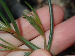 Gyrostemon racemiger