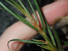 Gyrostemon racemiger