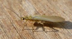 Perloidea