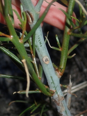 Gyrostemon racemiger