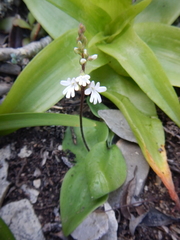 Holothrix parviflora