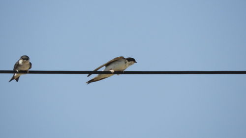 Avión común occidental (Delichon urbicum)