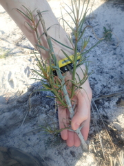 Gyrostemon racemiger