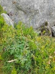 Aquilegia alpina