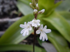 Holothrix parviflora