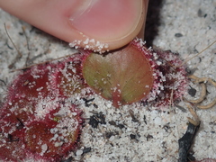 Drosera magna