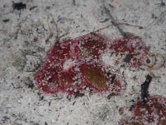 Drosera magna