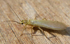 Perloidea