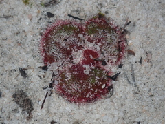 Drosera magna