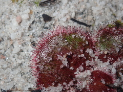Drosera magna