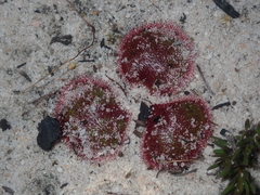 Drosera magna