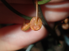 Gyrostemon racemiger