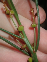 Gyrostemon racemiger