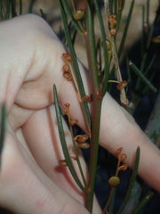 Gyrostemon racemiger